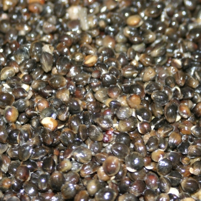 Prepared Hemp Seed